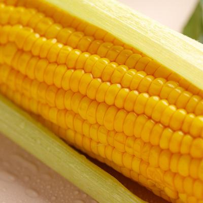 China Vacuum packed fresh healthy food corn for sale