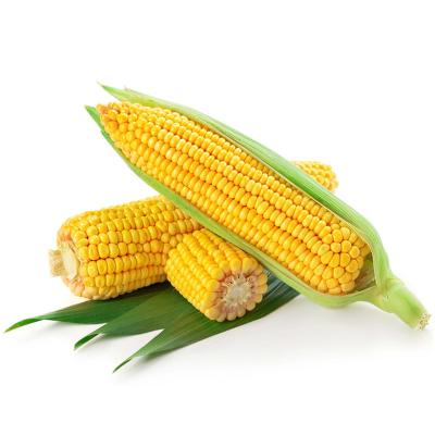 China Manufacture Canned Direct Selling Vacuum Packed Corn for sale