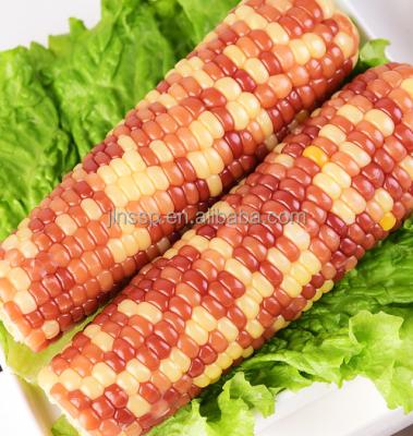 China Non GMO Fresh Healthy Viscous Chino Corn for sale