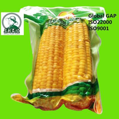 China DOUBLE fresh sweet fresh fruit corn cob vacuum packed for sale