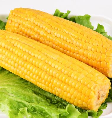 China Wholesale canned corn cob for human consumption for sale