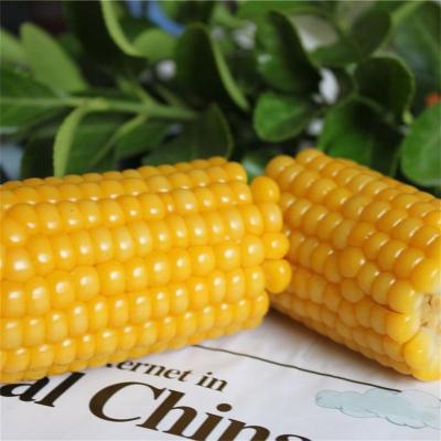 China Fresh Fresh Yellow Maize Corn China Style High Quality Yellow Waxy Corn for sale