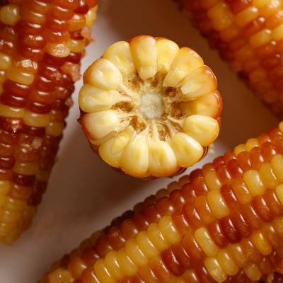 China Fresh fresh maize waxy corn mottled corn cob waxy healthy food for sale