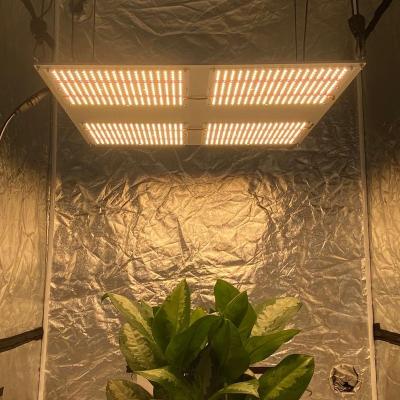 China Seed starting Yuanhui Abby Zhang quantum hl 550 v3 qb288 lm301h led to grow light for sale