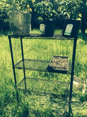 China Wire Shelf for Mushroom Growing Rack for sale