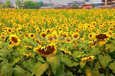 China Wholesale Black Oil Sunflower Seeds Exporter Wholesale Black Oil Sunflower Seeds Importer for sale