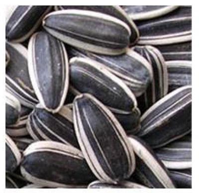 China 2020 New Crop Organic Sunflower Seed  361 363 601 Type Open Air 10-11cm Natural Black for sale