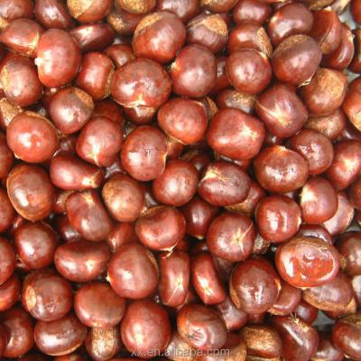 China 2015 New Crop Fresh Raw Peanuts  Chestnut For Sale gunny bag or mesh bag fresh chestnuts for sale