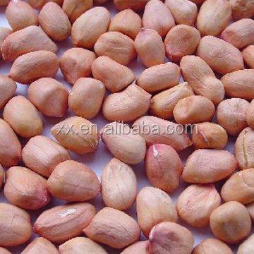 China Lower Price Blanched Fresh Raw Peanuts Kernels Round Type Fresh Raw Peanuts for sale