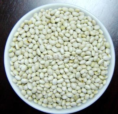 China Heilongjiang Origin Best Quality Medium White Kidney Beans for sale