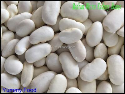 China Scientific Name Of Medium Size White Kidney Beans Dried, Japanese 25 or  50kg   pp Bag  or gunny bag for sale