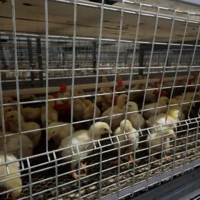 China chicken cage for broiler chicken automatic system for sale