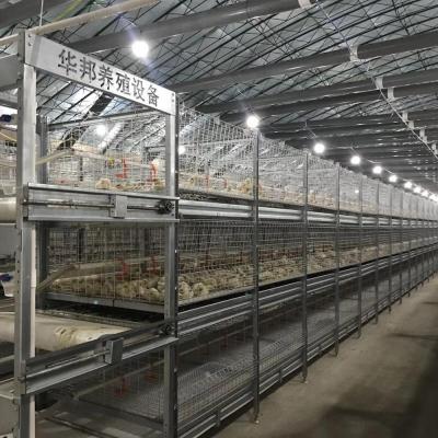 China Poultry Farming Equipments Automatic H type battery system Broiler cages for sale for sale