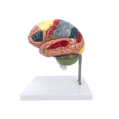 China Model Detachable Brain Anatomy School Training Human Mind Artery Neurology Cerebrovascular Teaching for sale