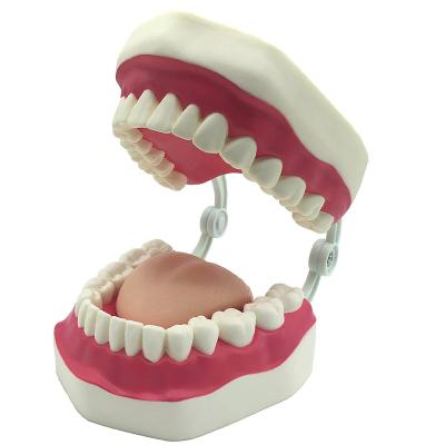 China School Training Standard Teeth Model And Human Teeth Model Tooth Brushing Model For Teaching Study for sale