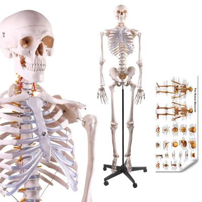 China The newest school design Whole Spine training human skeletal model and the ribs of the skeletal model are integrated for sale