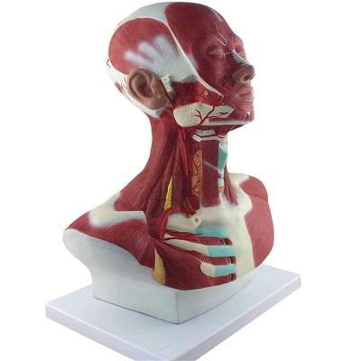 China Training School Nontoxic PVC Material And Easy To Clean Semi Human Anatomy Model for sale