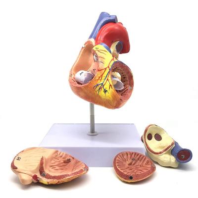 China School Training Learning Resources Human Heart Model Working Heart Model and Anatomy for Kids for sale