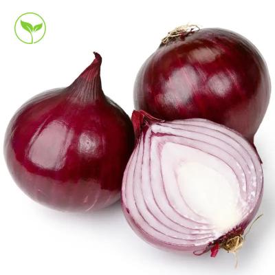 China Organic Healthy Fresh Direct Farm Selling The Freshest Unpolluted Onion From Shandong Chengda China for sale