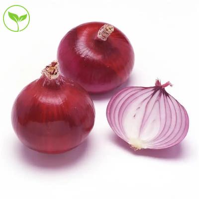 China Organic Healthy Fresh Direct Farm Selling The Freshest Spicy Sweet Onion From Shandong Chengda China for sale