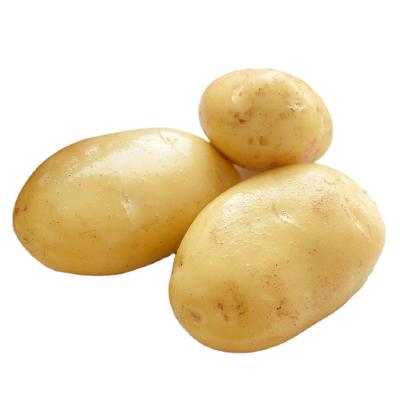 China Fresh Certified Fresh Holland / Dutch Potato In Malaysia Chemical Free Naturally Harvested Sweet Potato for sale