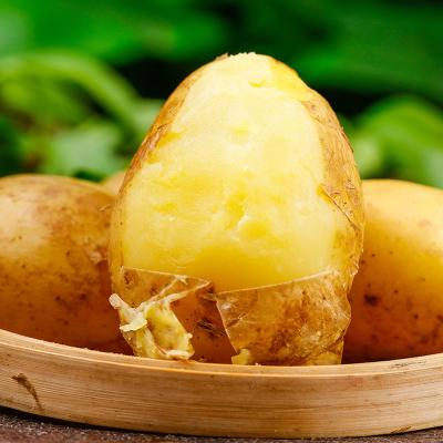 China 100% fresh exportable bangladeshi fresh potato for natural french fries all size hot sale for sale