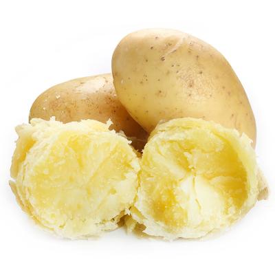 China Healthy Food 2022 Shandong Pure Natural Most Fresh Holland Potato for sale