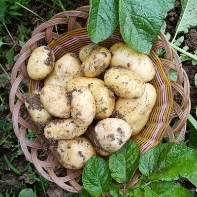 China Large Organic Yellow Vegetable Suitable Price Organic Food 100% Fresh Potatoes Shell And Inside Fresh Potatoes for sale