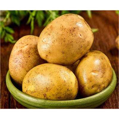 China Popular Organic Organic Food Vegetable 100% Shell Large Potatoes Export Fresh Yellow Sweet Potato for sale