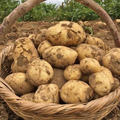 China Organic Food High Quality Fresh Potato Fresh Juicy Sweet White Potatoes To Pakistan Netherlands for sale