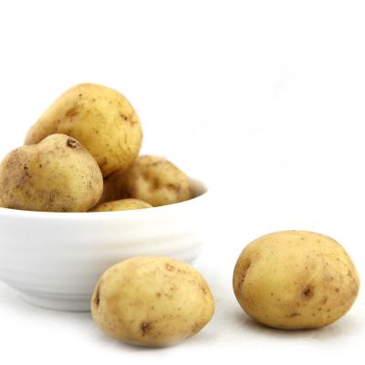 China New Professional Natural Sweet Crop Organic Food Popular Vegetable Fresh Potato Exporter for sale