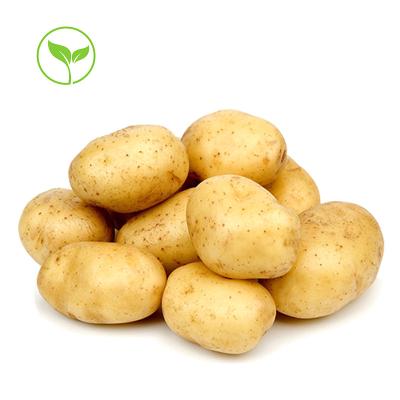 China 250g Healthy Dutch Potato Chinese Dutch Potato Top Food Low Price High Quality Potatoes for sale