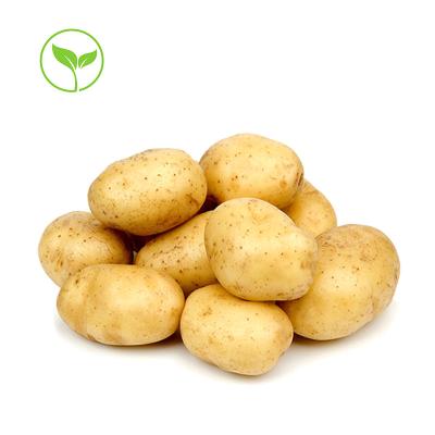 China 250g Healthy Dutch Potato Chinese Dutch Potato Top Food Low Price High Quality Potatoes for sale