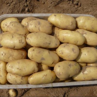 China Chinese 250g 300g Wholesale Fresh Potato Dutch Potato Exporters Sell Potatoes for sale