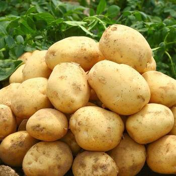 China New Culture Holland Fresh Potato Chinese Potato Suppliers Sell Potatoes At Low Prices for sale