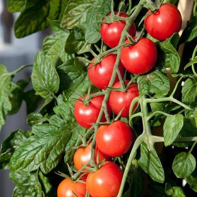 China 2022 China Fresh Most Fresh Pure Natural High Quality Tomato In Bulk for sale