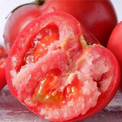 China China 2022 Fresh Most Fresh Pure Natural High Quality Tomato Direct Selling for sale