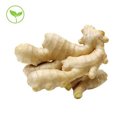 China 2022 Shouguang Fresh Sweet Spicy Top Grade Fresh Air Dry Ginger Factory Directly for sale