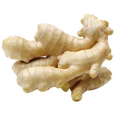 China China Ginger Supplier Fresh Export Fresh Ginger Dried Ginger for sale