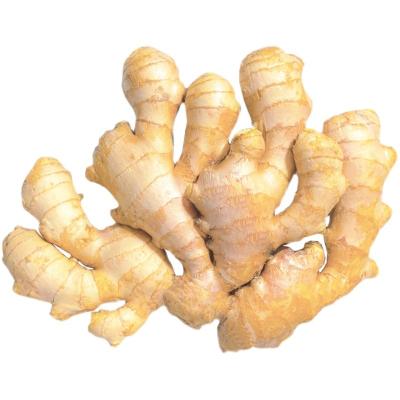 China New 2022 Shouguang Fresh Mild Spicy Top Grade Fresh Ginger Factory Directly for sale