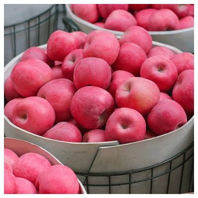 China Fuji Red Fresh Apple Agricultural China Export In Bulk Stripe Box 10kg for sale