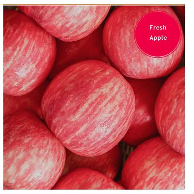 China 2022 high quality FOB fresh apple CIF supplier low export price / China farm fresh for sale