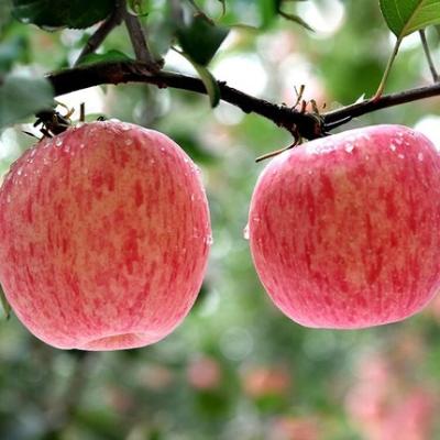 China Golden Delicious Gala Fresh Apples For Bulk Fresh High Quality Red Green Cultivation Golden Delicious Buyers From Fuji for sale