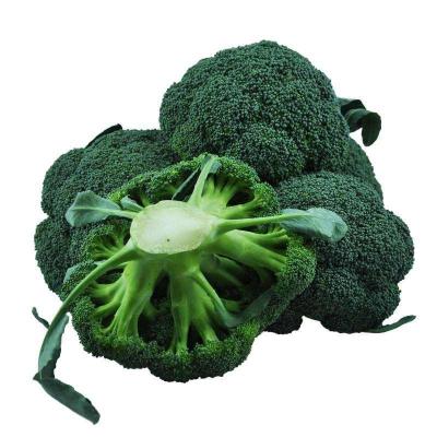 China Shandong New Healthy Fresh High Quality Pure Natural Broccoli for sale