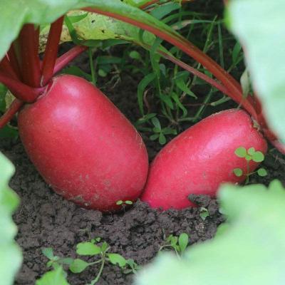 China 2022 healthy natural fresh tender radish pure healthy Chinese for sale