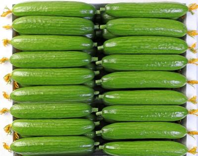 China Newest 2022 Shandong Super Fresh Discount And Fresh Cucumbers for sale