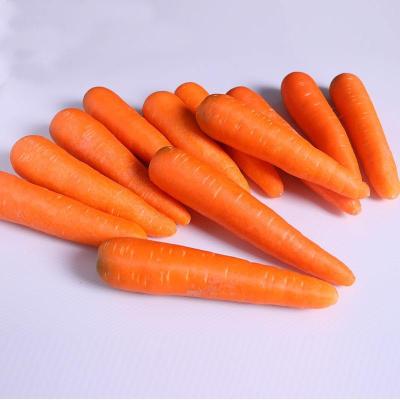 China Organic Food China 2022 Shandong Fresh Tasty Red Organic Carrots for sale