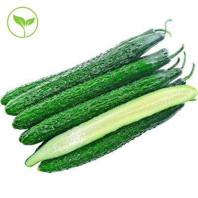 China Newest 2022 Shandong fresh best quality and fresh cucumber price for sale