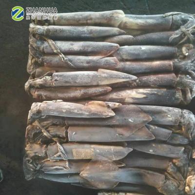 China Nutritious Frozen Whole Round Equator Squid Dosidicus Gigas for sale