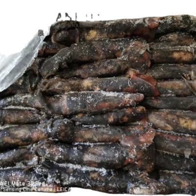 China NATURE Black Squid Wholesale For Bait Frozen Black Squid for sale